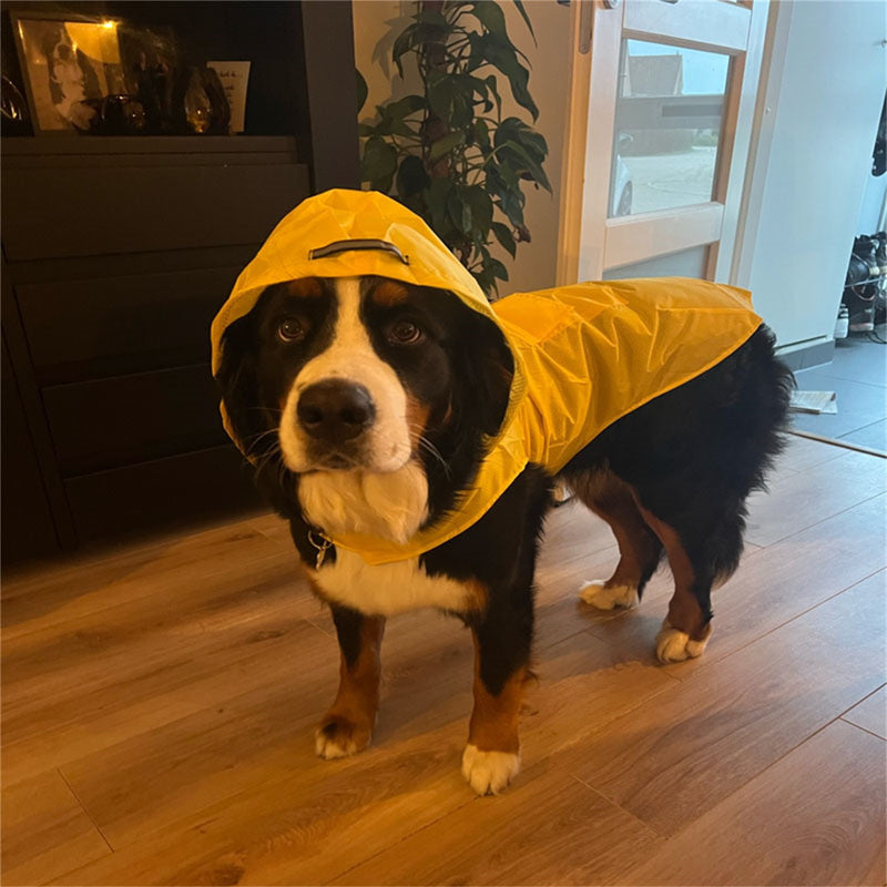 Capa de chuva para cachorro