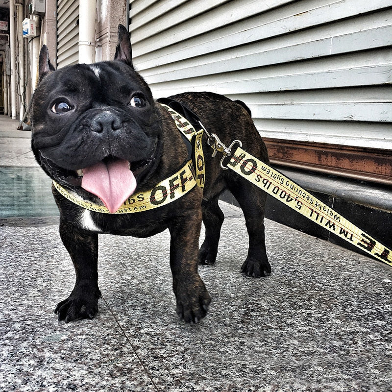 Coleira fashion para cachorro
