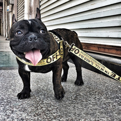 Coleira fashion para cachorro